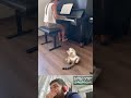 Cat Mesmerized By Piano Music Cat Piano Shorts Short Shortvideo Cat Mesmerized By Piano Music Cat Piano Shorts Short Shortvideo