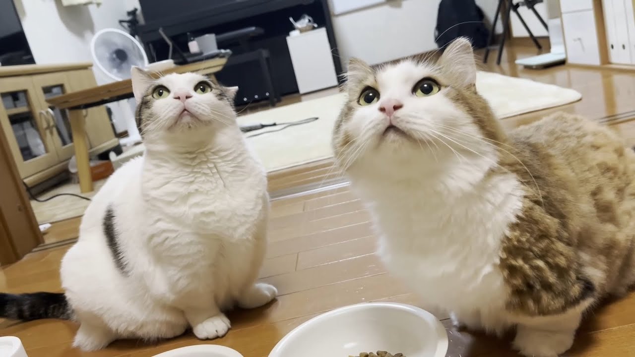 My cat just wants to make that 