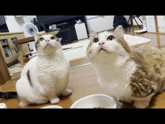My cat just wants to make that 