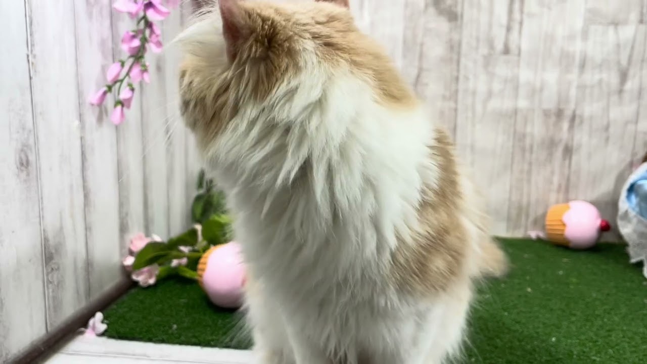 ペットショップ犬の家小田原店「アメリカンカール　♂」　「194319」