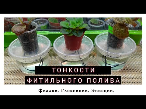 Все о фитильном поливе. Часть 1