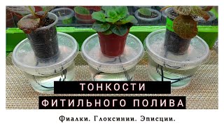 видео: Все о фитильном поливе. Часть 1 картинка: Все о фитильном поливе. Часть 1