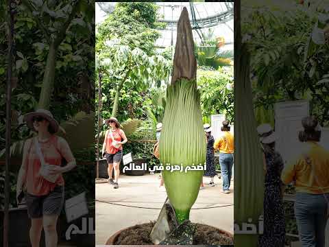 أضخم زهرة في العالم