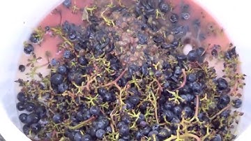 WECO Sorting wine grapes 2013