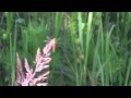 Ксения Георгиади - До чего шумит трава