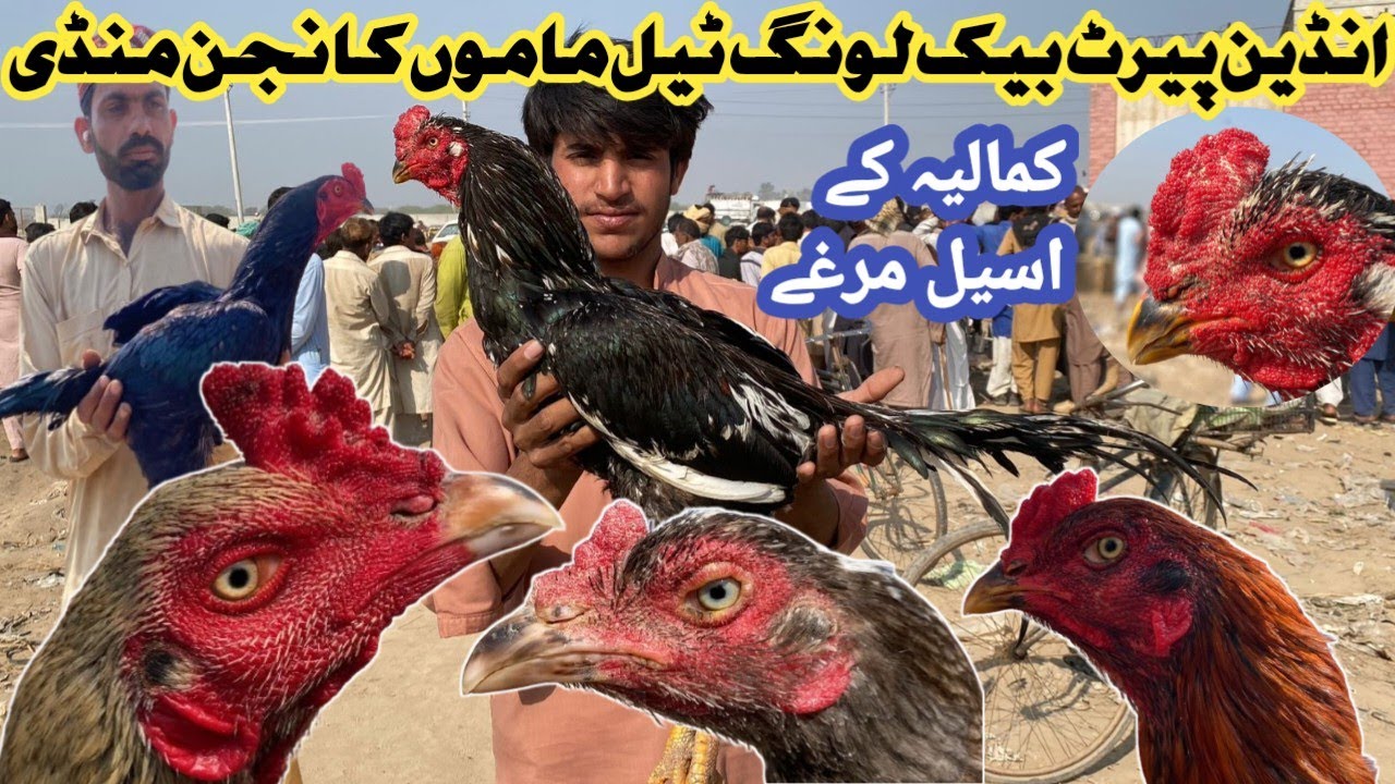 Aseel Murgh Mandi Mamo Kanjan||INDIAN PARROT BEAK LONG TAIL ASEEL|| #aseelmandi  @KALEEMASEELvlogs 