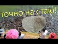 Рыбалка на кастинговую сеть! Заброс на стаю рыбы!casting net fishing! Кастинговая сеть лучшие броски