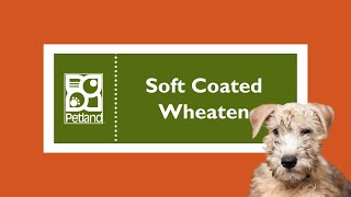 Soft Coated Wheaten Terrier  Fun Facts