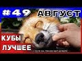 🔥Большая подборка приколов COUB 🔥  за август №49 2019 #приколы 2019