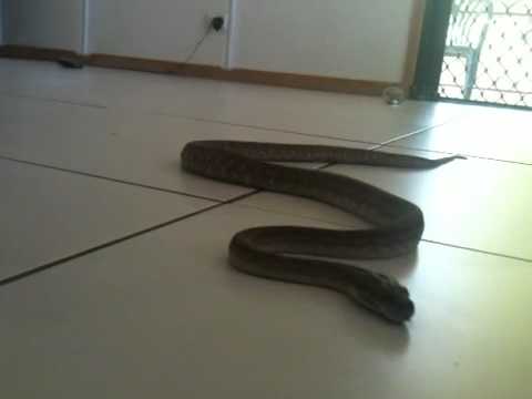 Centralian carpet python