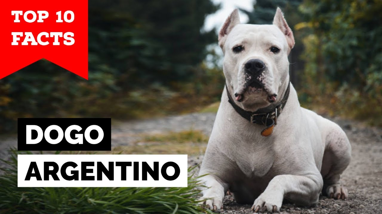 Powerful Dogo Argentino Growls at Mom! - Learn ways to deal with this.