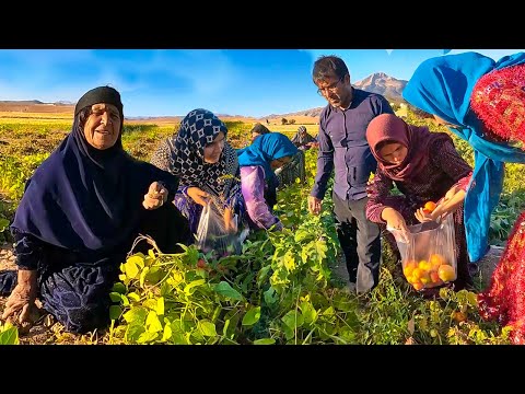 Video: Pema e fëstëkut: një përshkrim se si të mbillet dhe rritet në shtëpi