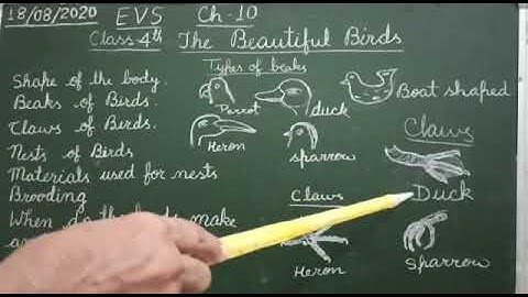 EVS,Cl-4th,Ch-10, THE BEAUTIFUL BIRDS