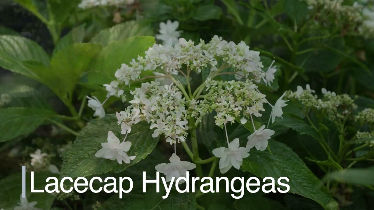 Hydrangeas, July 2024 - YouTube
