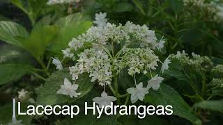 Hydrangeas, July 2024 - YouTube