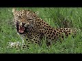 Why did this Leopard Mother Fight Her Own Daughter? | BBC Earth