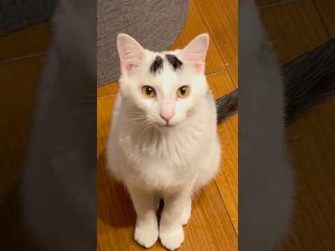 かあちゃんにドン引き、ミルねーさんのお座り。#保護猫 #ねこ #猫のいる暮らし #ミルねーさん #shorts #cat