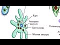 біржасушалы және көпжасушалы ағзалардың ұқсастықтары мен айырмашылықтары неде?