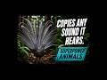 This Bird Can Mimic Any Sound Perfectly #wildlife #incredible #facts