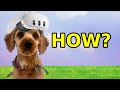 I Taught My Dog How To Play Gorilla Tag I Taught My Dog How To Play Gorilla Tag