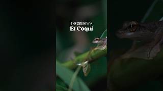 Comment if you’ve heard a coquí singing before. 🐸 #DiscoverPuertoRico #Travel #PuertoRicoOutdoors