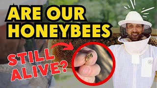 First Beehive Inspection After Winter: What We Found Might Surprise You! by Kummer Homestead 61 views 1 month ago 6 minutes, 1 second
