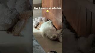 Alag hi level ka hai mera max😂 #pets #viral #puppy #vlog #shortvideo