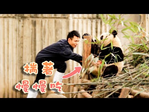《熊貓早晚安》有小熊偷偷加餐 | iPanda熊貓頻道