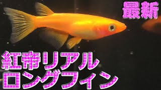 【紅帝リアルロングフィン②】めだかコレクション vol.46　改良メダカ　サムネイル画像は動画から切り抜き