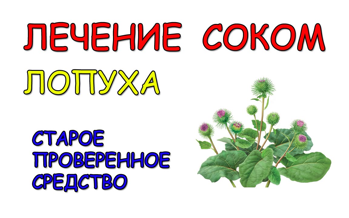 Лопух. Лечение соком лопуха. - YouTube