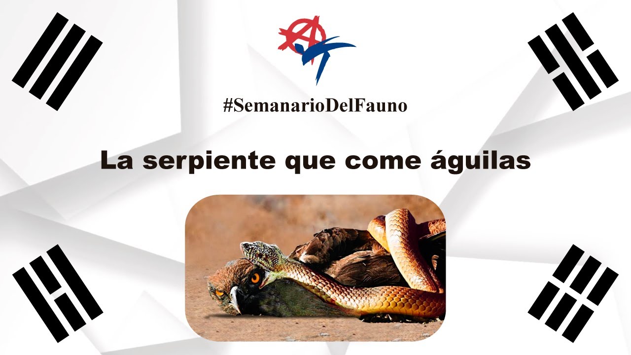 🦅 ÁGUILA Y SERPIENTE・Archivo STL para Impresión 3D・Cults, image size:1280x720