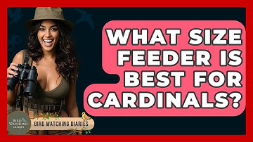 What Size Feeder Is Best For Cardinals? - Bird Watching Diaries