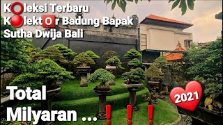🔴 #BONSAI Koleksi Inspirasi Bonsai Indonesia kolektor Badung Bapak Sutha Dwija