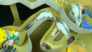 Hamster vs Rat Racing in a Maze! Who is the BEST? screenshot 4