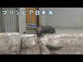【マリンピア日本海】 まさかのハプニング!? トドの赤ちゃんの運命やいかに!!(260703)