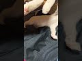 そばいている猫#子ネコ #cat #戯れる