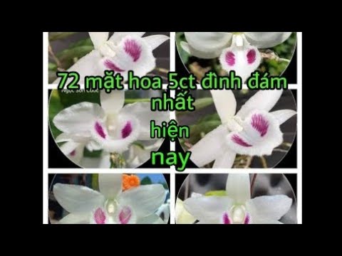 Video Tổng hợp 72 măt hoa phi điệp đột biến đẹp nhất hiện... - youtube