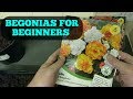 How to grow BEGONIA TUBERS for beginners 2019   (Part 1)