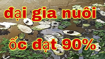 GHÉ LẠI THĂM MÔ HÌNH CỦA ĐẠI GIA MÊ NUÔI ỐC☎️0917.700.833