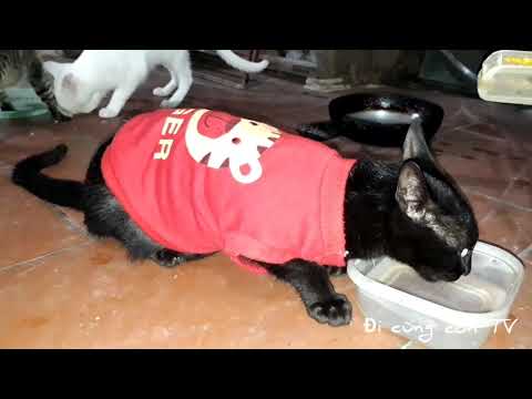 Video: Cách Làm Trang Phục Cho Mèo