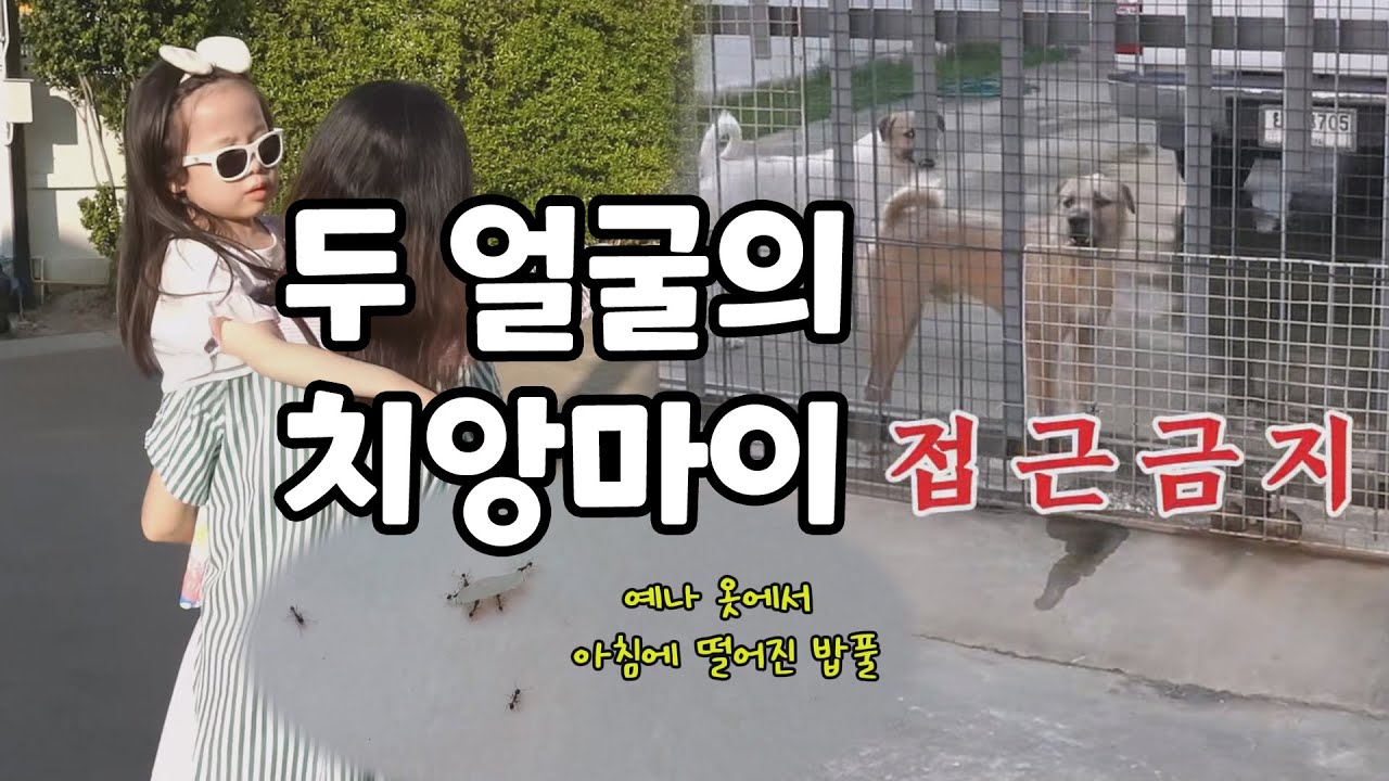 좋았는데... 숙소 개미 떼 🐜 길거리 맹견 🐕... 두 얼굴의 치앙마이 😭
