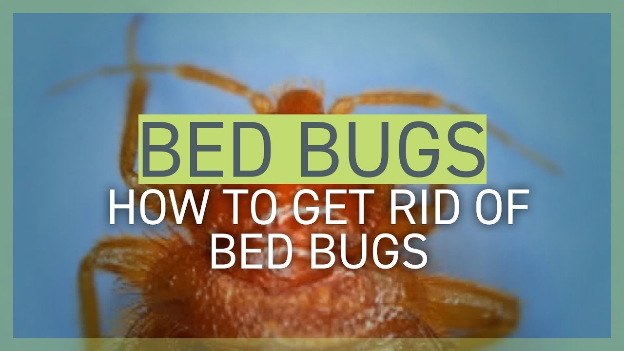 Bed Bugs Part 3 How To Get Rid Of Bed Bugs Youtube