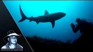 Caribbean Reef Sharks & Divers 01