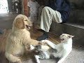 「絶対に笑う」あり得ないことをする犬★おもしろい犬のハプニング, 失敗画像集 #26