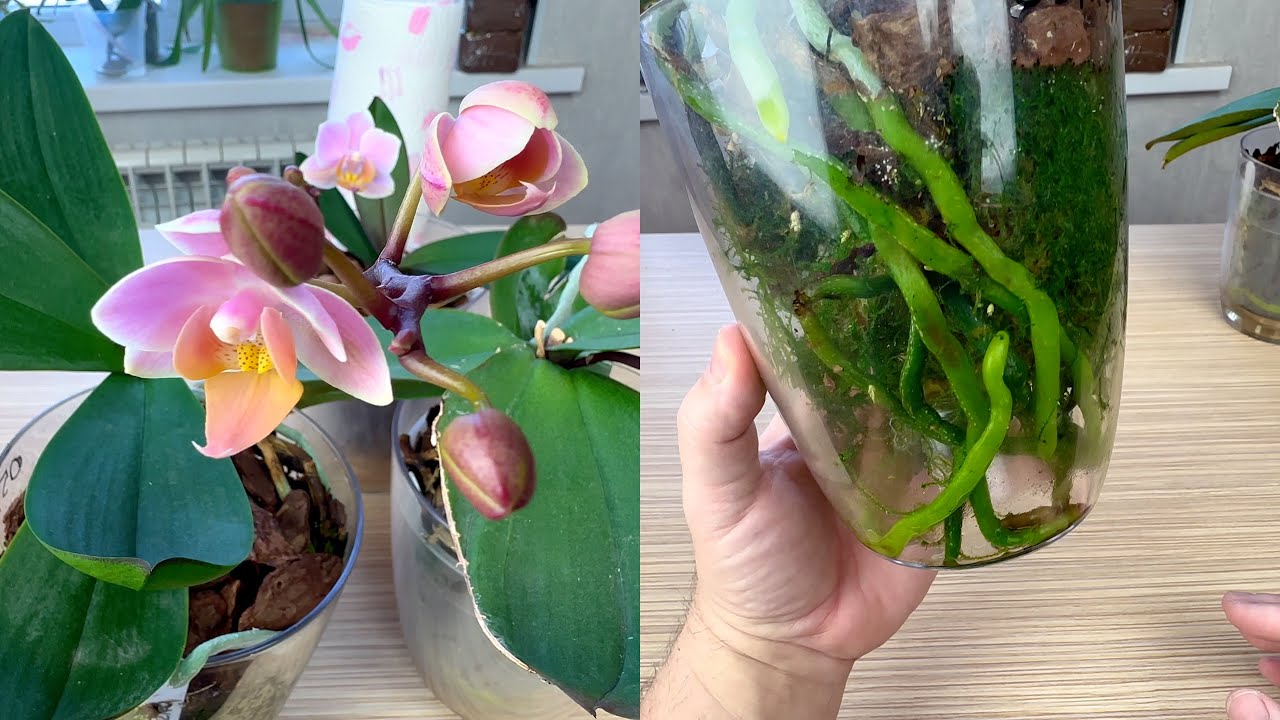 БЫСТРО нарастили корни орхидеям ЛУЧШИМ поливом и консервацией корней орхидеи после разделения