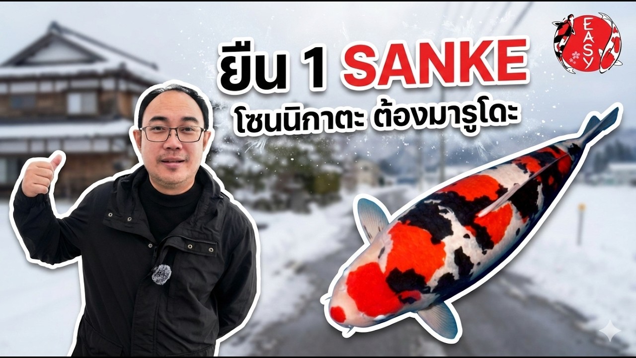 ทำไม Marudo ถึงเป็นเบอร์ 1 เรื่อง Sanke? พาดูบ่อลับ Tategoi ที่คนทั่วไปไม่ได้เข้า!