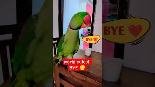 World Cutest - Parrot Bye