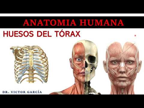 Huesos del Tórax