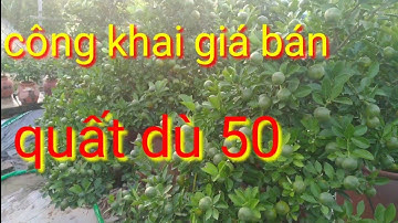 Công khai giá quất tết 2022, quất dù 50 giá quất tết tại vườn