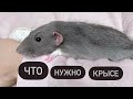 Как обустроить клетку крысе 🐀